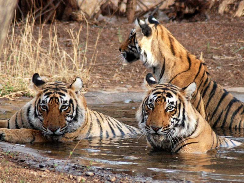 Golden Triangle Tour With Ranthambore | Jodhpur Blue City Tour