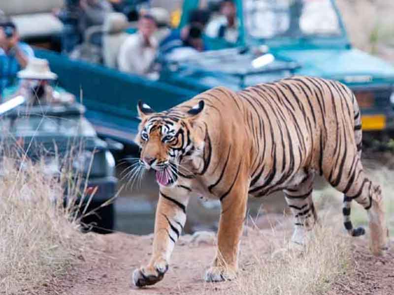 Jodhpur & Jawai Tour 2 Nights 3 Days | Jodhpur Blue City Tour