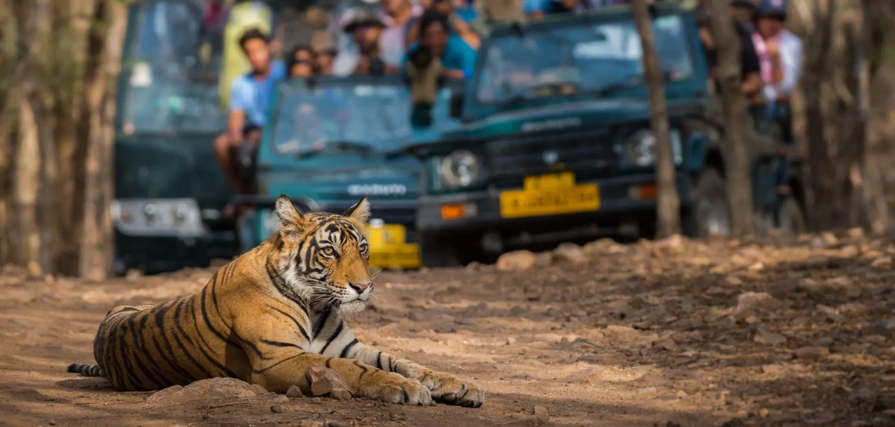 Golden Triangle Tour With Ranthambore | Jodhpur Blue City Tour